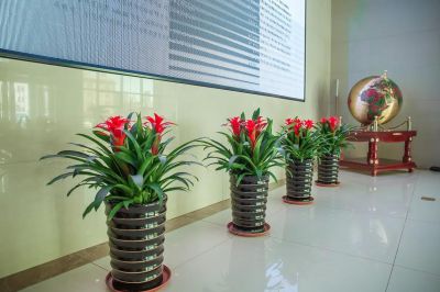 室内绿植设计