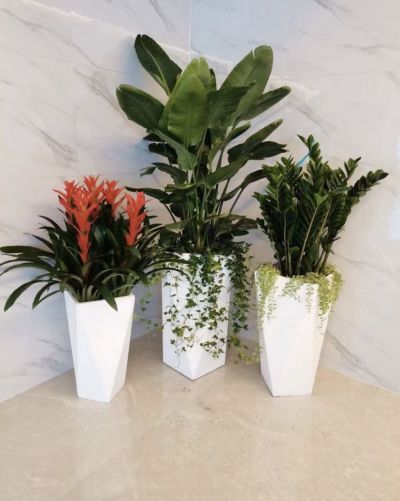 室内绿植设计