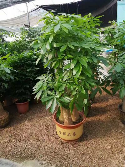 步步高发财树2