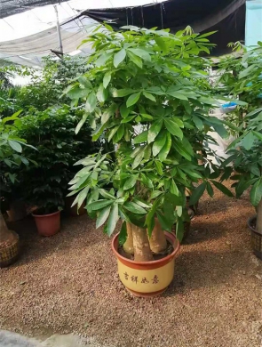 步步高发财树2