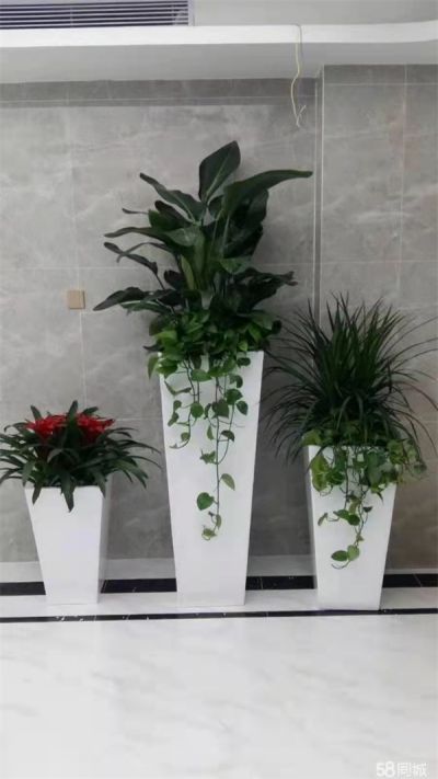精品组合盆栽