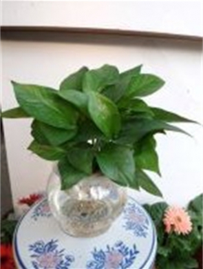 年花样板图