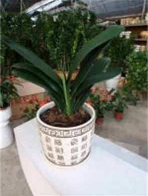年花样板图