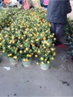 年花样板图