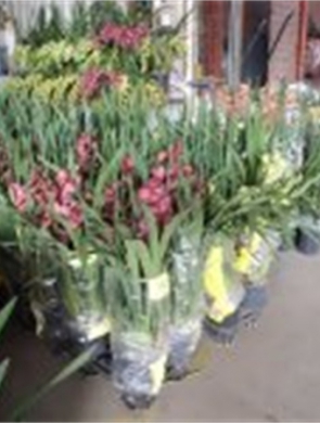 年花样板图