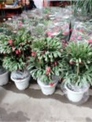 年花样板图