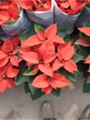 年花样板图