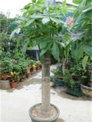 年花样板图