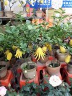 年花样板图