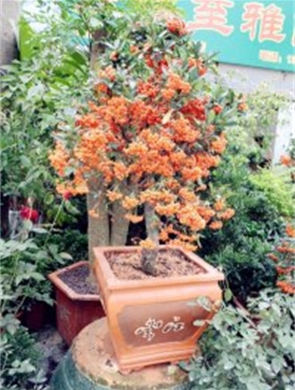 年花样板图