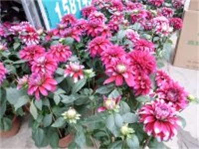 年花样板图