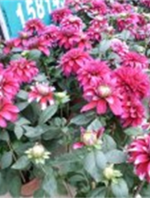 年花样板图