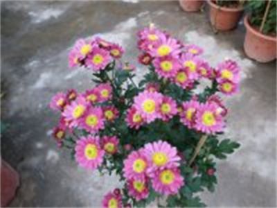 年花样板图