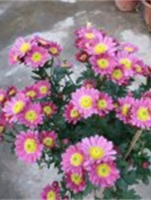 年花样板图