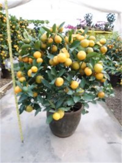 年花样板图