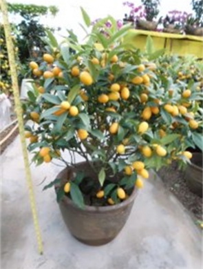 年花样板图