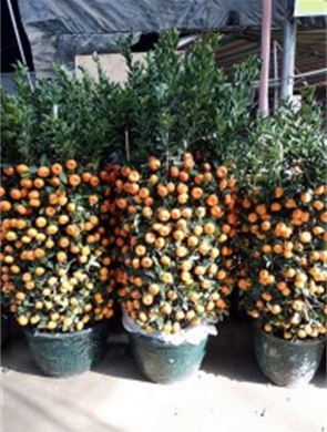 年花样板图