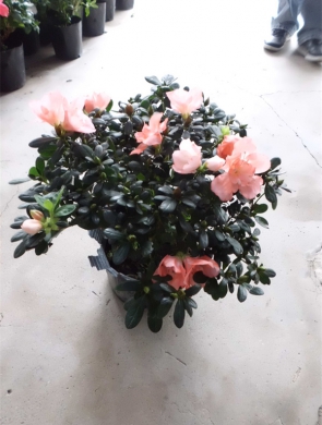 粉色比利时杜鹃