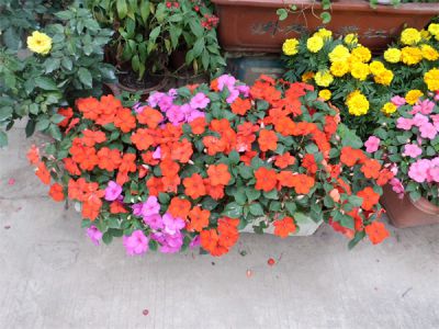 凤仙花
