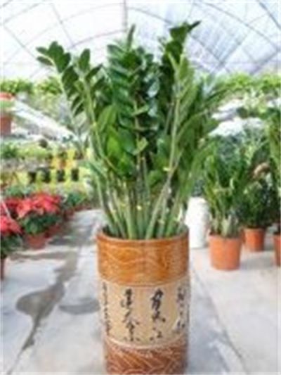 金钱树