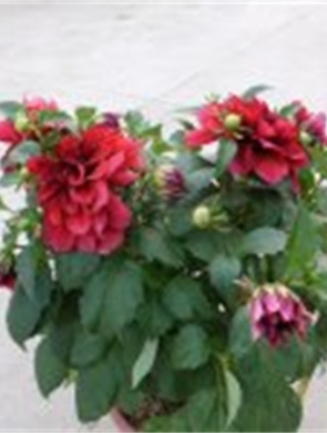 芍药