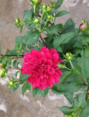 芍药