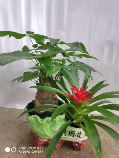 年花样板图