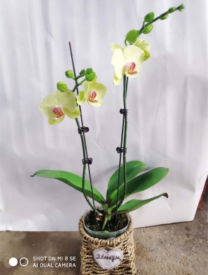 年花样板图