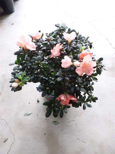 年花样板图