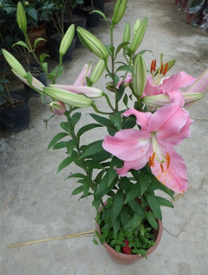 年花样板图
