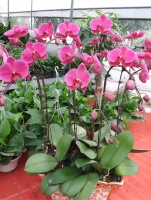 年花样板图