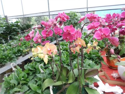 年花样板图
