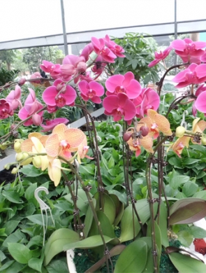 年花样板图