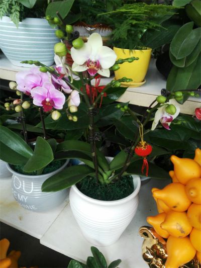 年花样板图