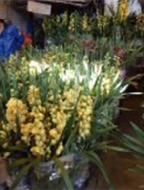 年花样板图