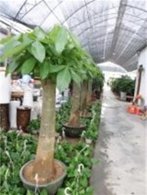 年花样板图