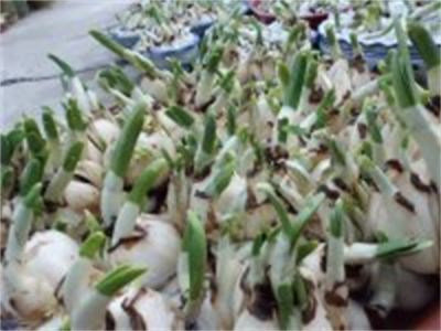 年花样板图