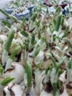 年花样板图