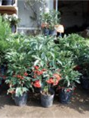 年花样板图