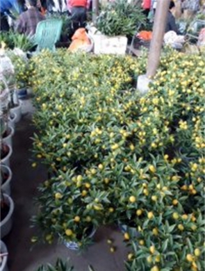 年花样板图