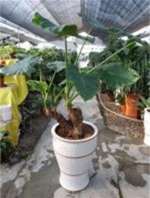 年花样板图
