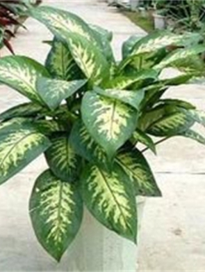 斑马万年青