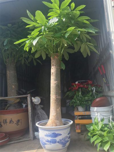 单支发财树