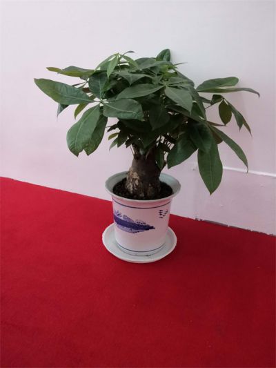 发财树