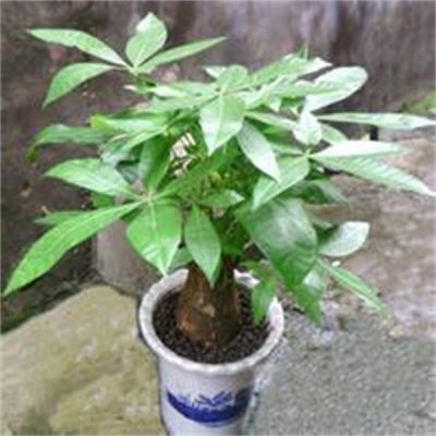 发财树头