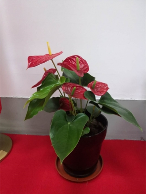 红掌