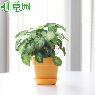 绿精灵