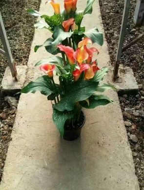 马蹄莲