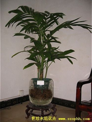 三药槟榔