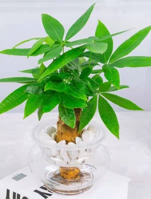 水培发财树